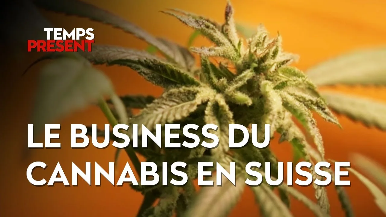 Genève dévoile sa Cannabinothèque: La vente de cannabis prend un tournant révolutionnaire!