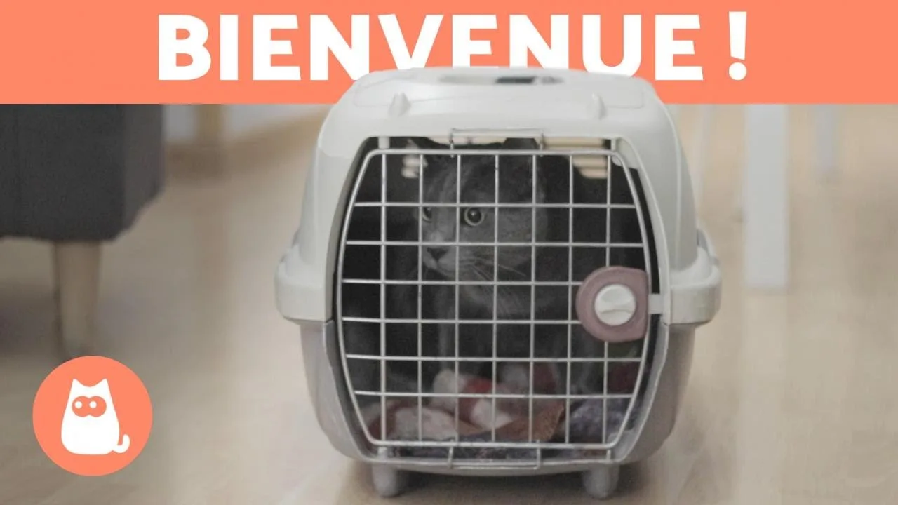 Genève : Sauvetage et retour des chats sylvestres, un succès histórico