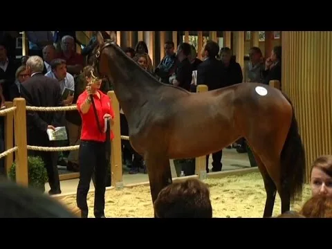 Ventes chevaux Genève : enchères spectaculaires pour de jeunes poulains de prestige